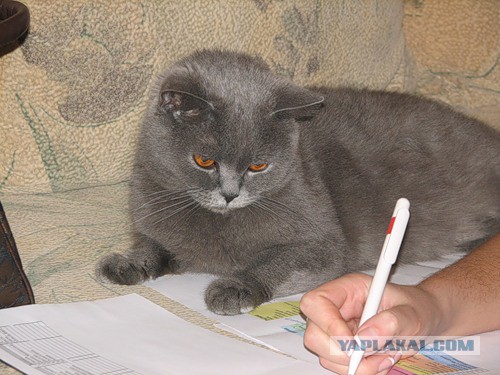Котовторник! начнем? 04.06.19