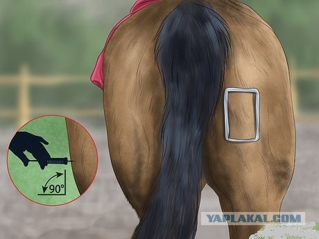 Как сделать себе укол в ягодицу