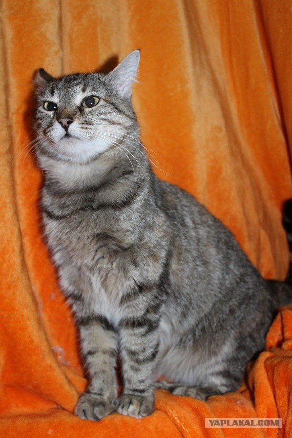 Жизнь домашнего приюта "Котоленд" 269