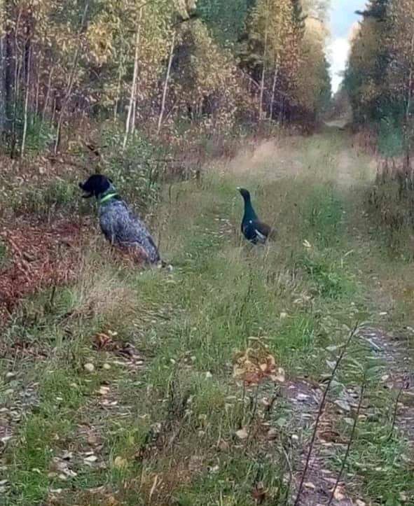 Охотник от бога!