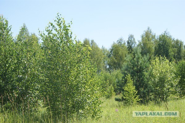 Грибы маринованые