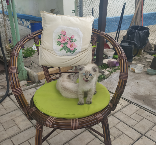 Котовторник 28.09.21