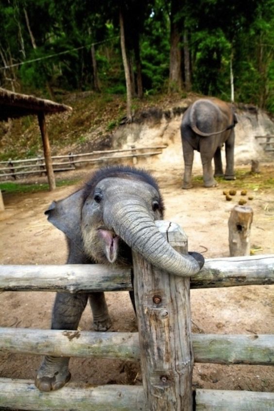 Фото маленьких слоников, которые вызовут у вас улыбку