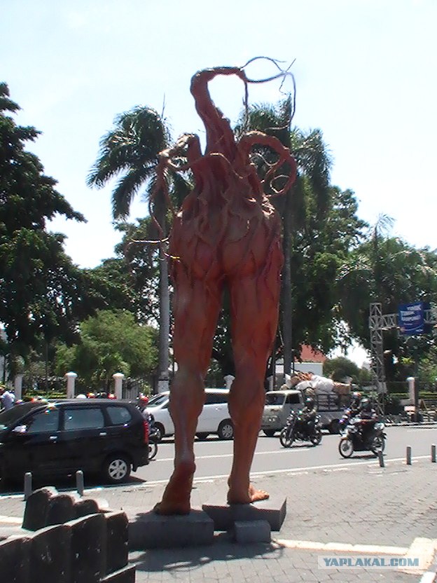 Они живут только 40 лет