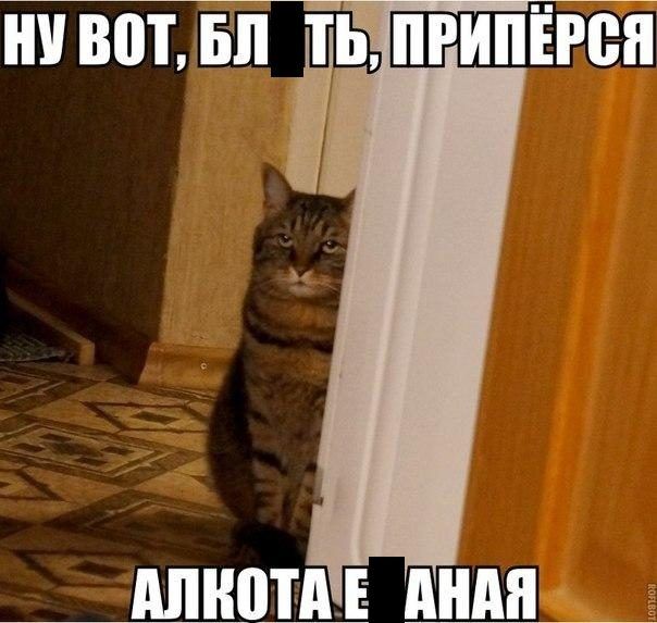 В Калининграде собака дождалась хозяина, вернувшегося с СВО