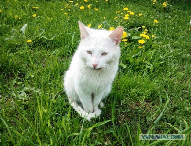 Котовторник 21.05.2013