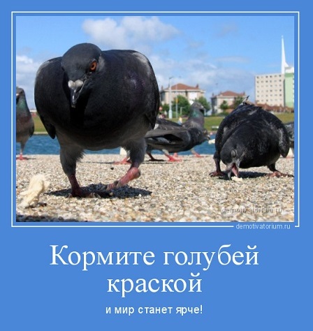 Котэ, совэ и все-все-все