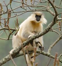 Бутан, таинственный Бутан