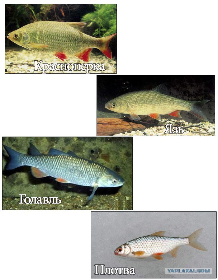 Чем отличается голавль. Язь голавль жерех. Чем отличается голавль. Жерех, голавль, язь, елец. Язь голавль жерех.