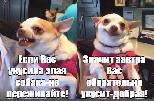 Что делать если вас укусила бродячая собяка
