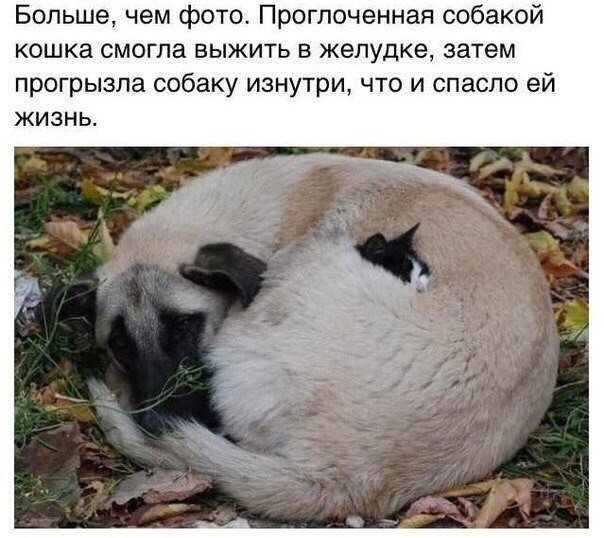 Картиночки, баянчики 12 июня