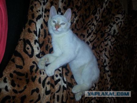 Охотничий кот!