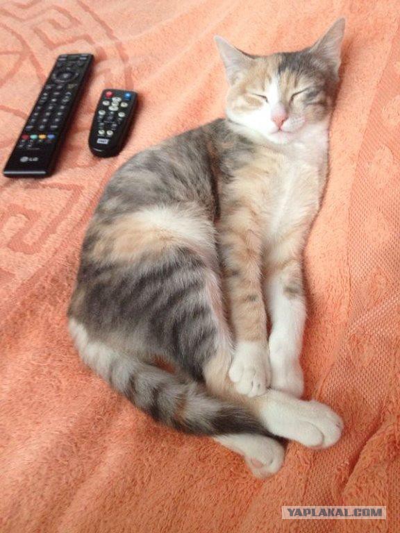 КотоПост