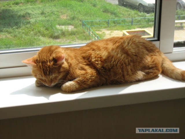Котовторник 04.03.2014