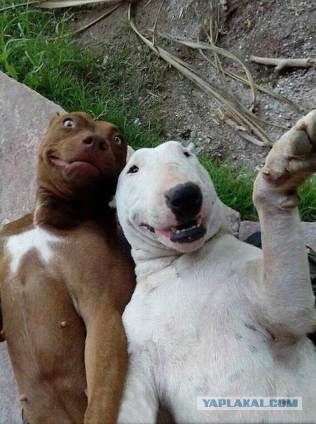 Весёлые картинки. Разбавим будни