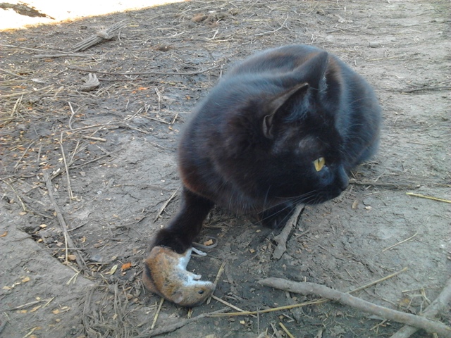 Котовторник 22.04.2014