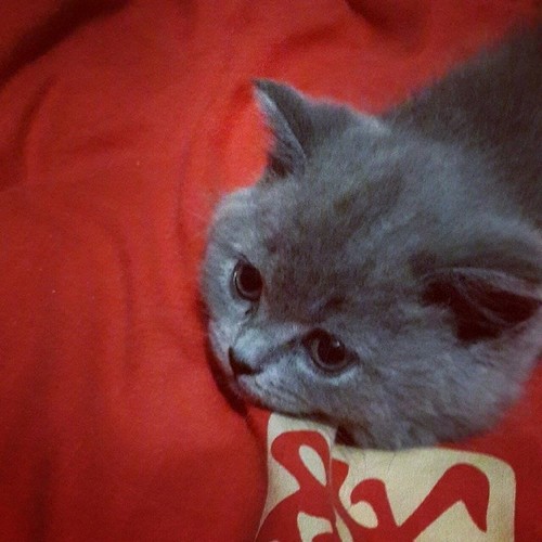 С Котовторником!