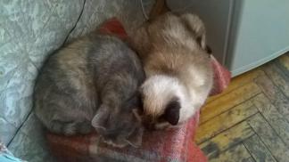 Как я котенка приютил