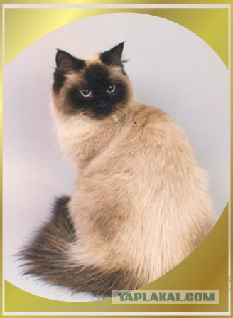 Моим котам