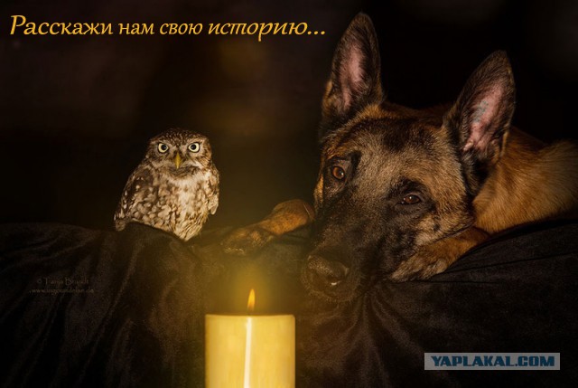 Друганы с пеленок: пес и сыч