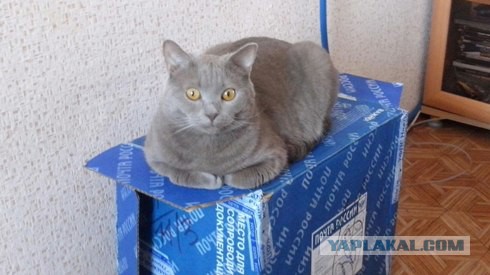 Котовторник 31.03.2015