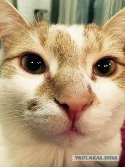 Котовторник 07 04 2015