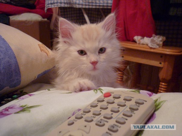 Котовторник