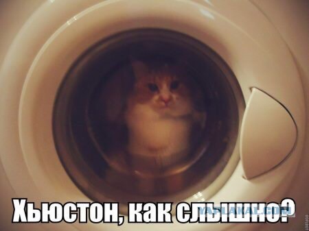 Кот и сабвуфер)