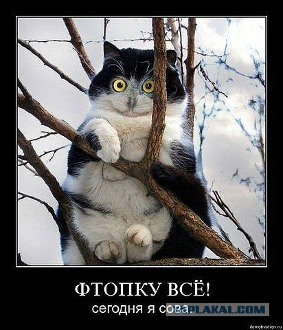 Известные котомемы.