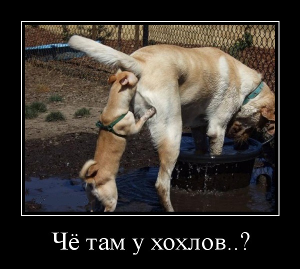 Ужин россиян по мнению граждан Украины