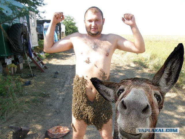 Любовь к печелам