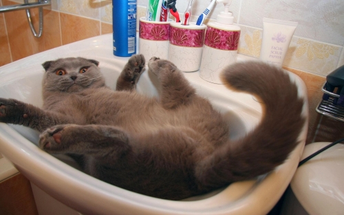 Котовторник