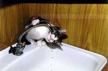 Коты, кошки, котята