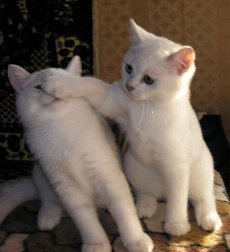 Коты, кошки, котята