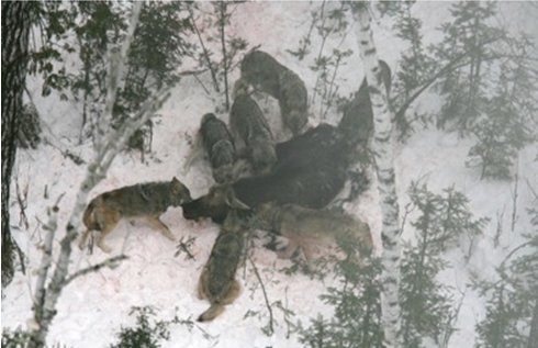 Лось и волк