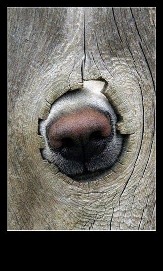 Чесалка для носа