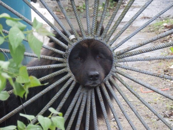 Прикольные животные