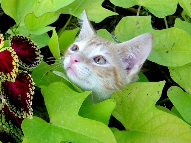 Котовторник на ЯПе (29.01)