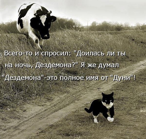 Прикольные животные