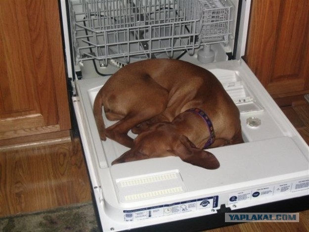 21 собака, которая спит, где ей вздумается, и ей наплевать на ваше мнение