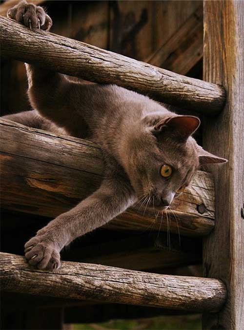 Коты из сети