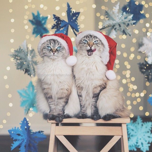 Коты из сети