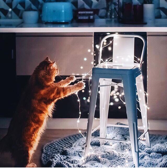 Коты из сети