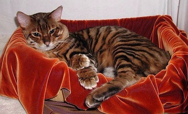 Коты и Кошки