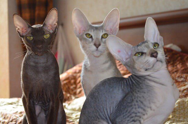 Коты и Кошки