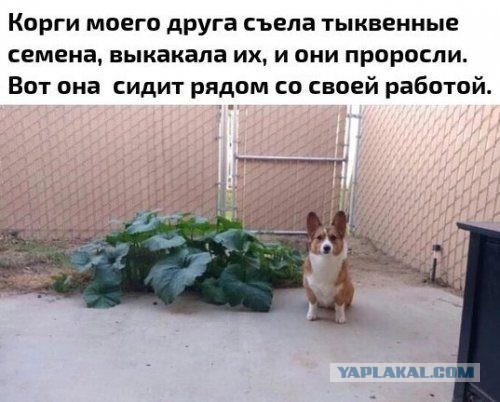 Забавная всячина
