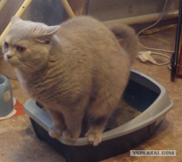 Котовторник 23/05/2017