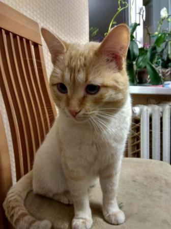 Котовторник  23.01.2018