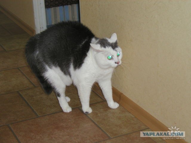 Уррааа! Котомет на ЯПлакалъ.