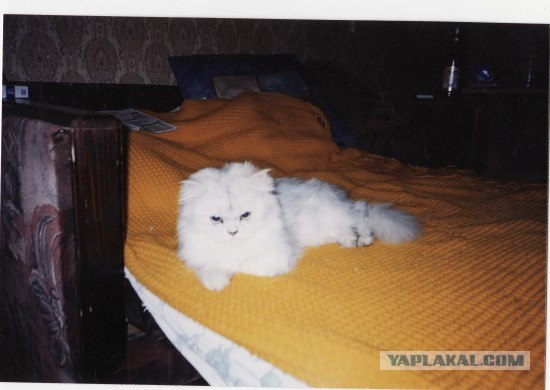Забыли котовторник? А вот он!